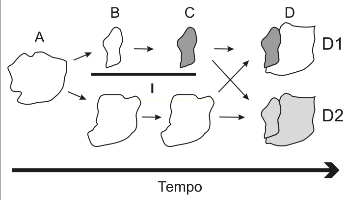Esquema com as formas A, B, C e D, setas cruzadas e dois resultados D1 e D2 sobre uma linha do tempo.