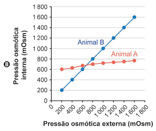 Gráfico B: a pressão interna do Animal B acompanha a externa, enquanto a do Animal A se mantém quase constante entre 600 e 770 mOsm.