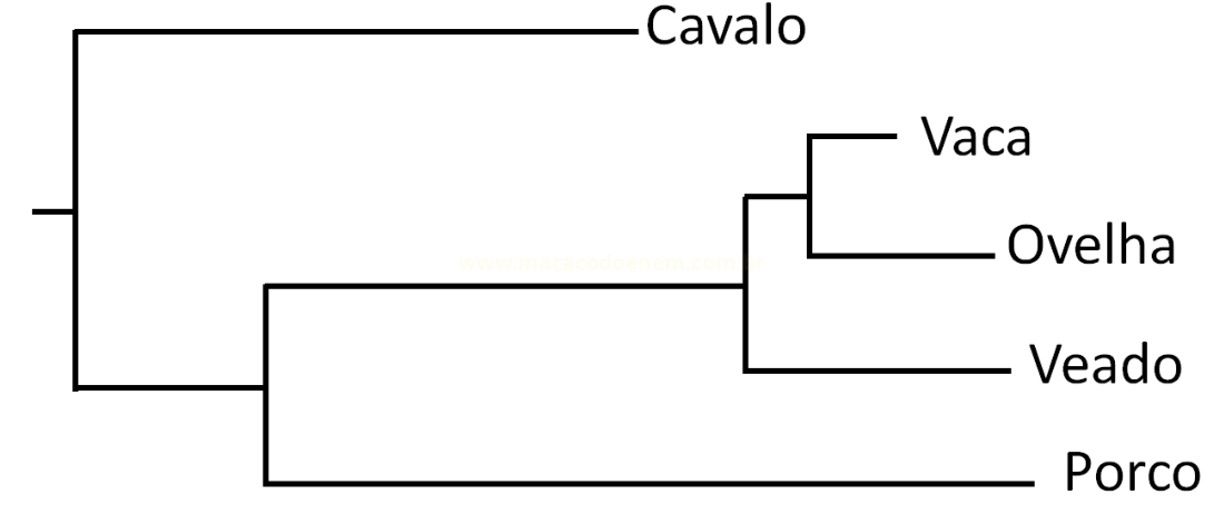 Cladograma com os nomes de cavalo, vaca, ovelha, veado e porco organizados em ramos de parentesco.