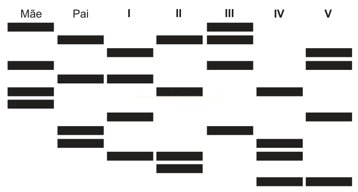 Esquema de gel de eletroforese com bandas nas colunas Mãe, Pai e de I a V.