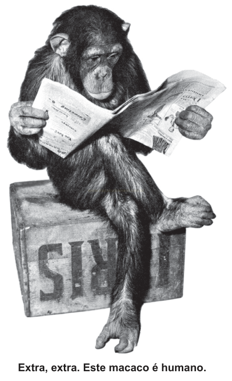 Ilustração em preto e branco de um chimpanzé sentado em um caixote de madeira lendo um jornal.