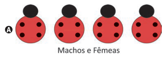 Ilustração de quatro joaninhas vermelhas idênticas em fileira, com a letra A à esquerda e a legenda "Machos e Fêmeas".
