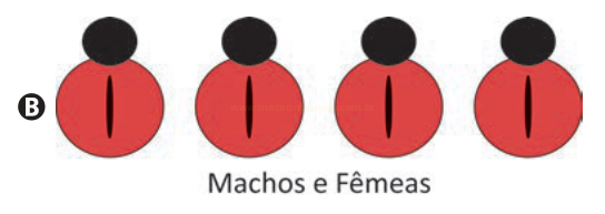 Ilustração de quatro joaninhas vermelhas com marca vertical no corpo, em fileira, com a letra B à esquerda.