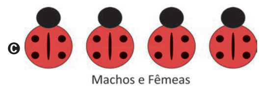 Quatro joaninhas vermelhas com quatro manchas e linha central, identificadas pela letra C.