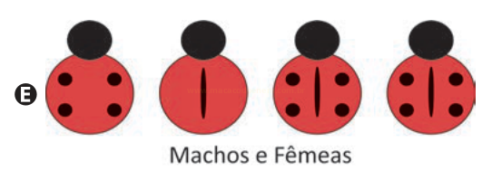 Quatro joaninhas com combinações variadas de manchas e linha central, identificadas pela letra E.
