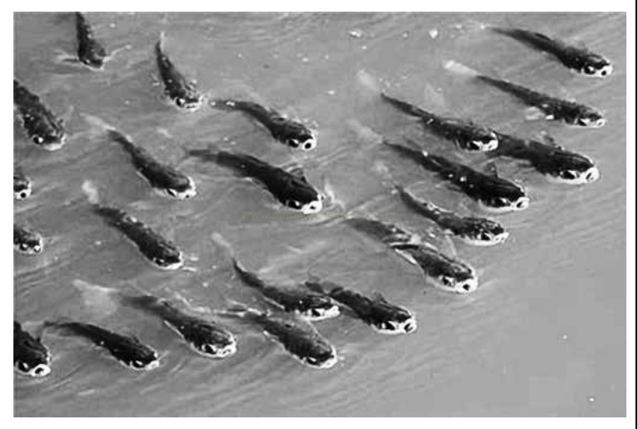 Fotografia em preto e branco, vista de cima, de vários peixes pequenos nadando em grupo na água.