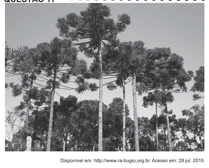 Fotografia em preto e branco de araucárias altas com copas em forma de taça sobre mata densa.