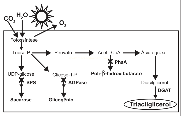 Esquema das vias metabólicas da fotossíntese à produção de sacarose, glicogênio, poli-β-hidroxibutarato e triacilglicerol.