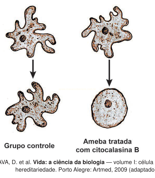 Ilustração comparando amebas do grupo controle, com prolongamentos, e ameba tratada com citoclasina B, que fica arredondada.