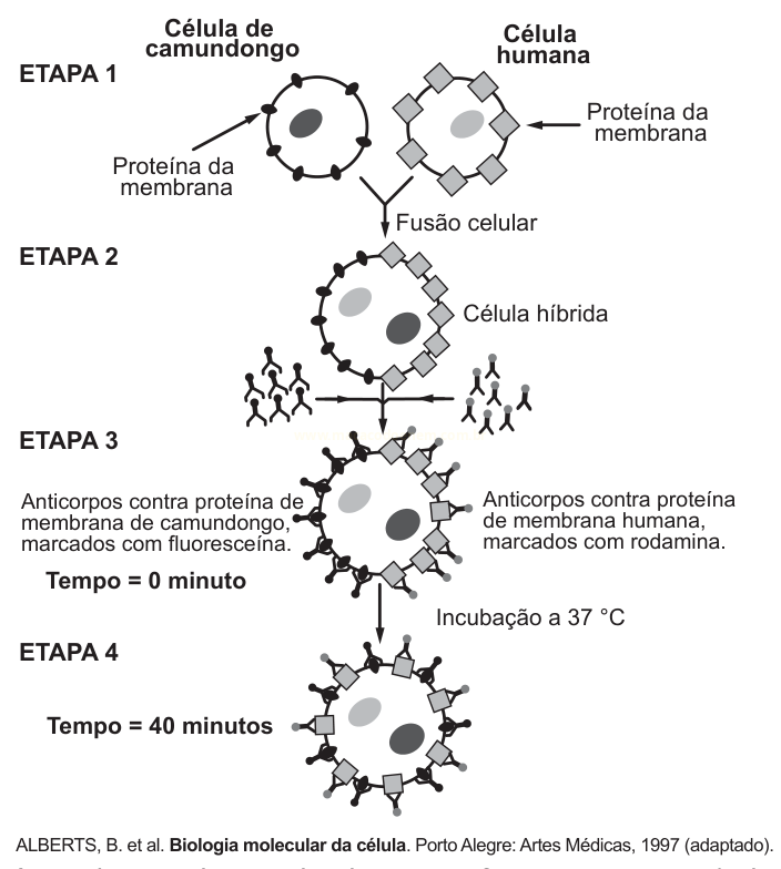 Esquema de fusão entre célula de camundongo e célula humana em quatro etapas, mostrando a distribuição de proteínas de membrana marcadas após incubação.