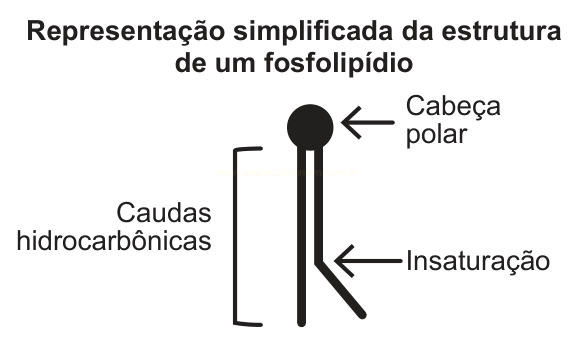Esquema de um fosfolipídio com cabeça polar, caudas hidrocarbônicas e ponto de insaturação indicados por setas.