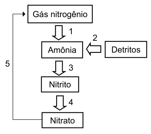 Fluxograma do ciclo do nitrogênio, com as etapas Gás nitrogenio, Amônia, Nitrito e Nitrato e a entrada de Detritos.