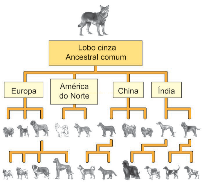 Diagrama em árvore mostrando o lobo cinza como ancestral comum e a ramificação de raças de cães por região de origem.