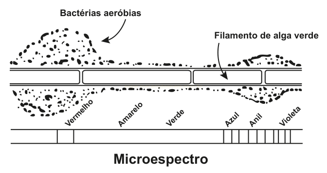 Esquema de microespectro com faixas de cores de vermelho a violeta, bactérias concentradas na região vermelha e um filamento de alga verde.