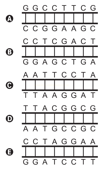 Cinco esquemas de fitas duplas de DNA rotulados de A a E, cada um com sequências de bases nas duas fitas.