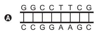 Esquema A de fita dupla de DNA com as sequências GGCC TTCG e CCGGAAGC emparelhadas.