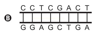 Esquema B de fita dupla de DNA com as sequências CCTCGACT e GGAGCTGA emparelhadas.