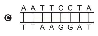 Esquema C de fita dupla de DNA com as sequências AATT CCTA e TTAAGGAT emparelhadas.