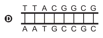 Esquema D de fita dupla de DNA com as sequências TTACGGCCG e AATGCCGC emparelhadas.