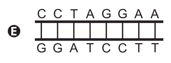 Esquema E de fita dupla de DNA com as sequências CCTAGGAA e GGATCCTT emparelhadas.