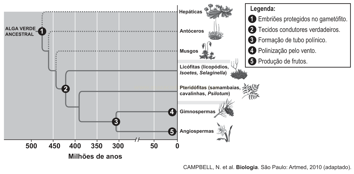 Diagrama da evolução das plantas, com ramificações que vão da alga verde ancestral às angiospermas e legenda numerada.