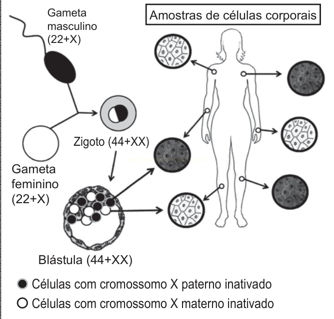Esquema mostrando a formação do zigoto e da blástula e a distribuição de células com diferentes cromossomos X inativados.