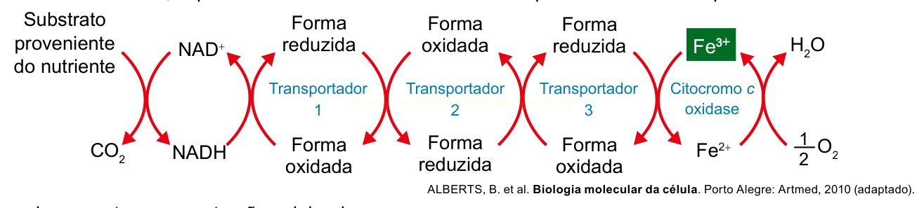 Esquema da cadeia transportadora de elétrons, do NADH aos transportadores, citocromo c oxidase e formação de água a partir de ½ O₂.
