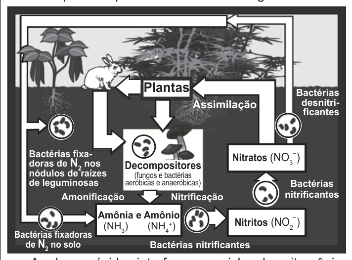 Diagrama do ciclo do nitrogênio com plantas, decompositores, amônia, nitritos, nitratos e bactérias fixadoras e desnitrificantes.