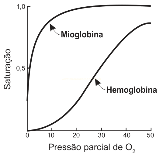 Gráfico de saturação em função da pressão parcial de O₂ com duas curvas: mioglobina, que satura rapidamente, e hemoglobina, de curva sigmoide.