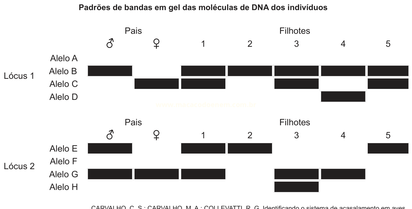 Esquema de bandas de DNA em gel para dois lócus, mostrando os alelos de pais (macho e fêmea) e de cinco filhotes.