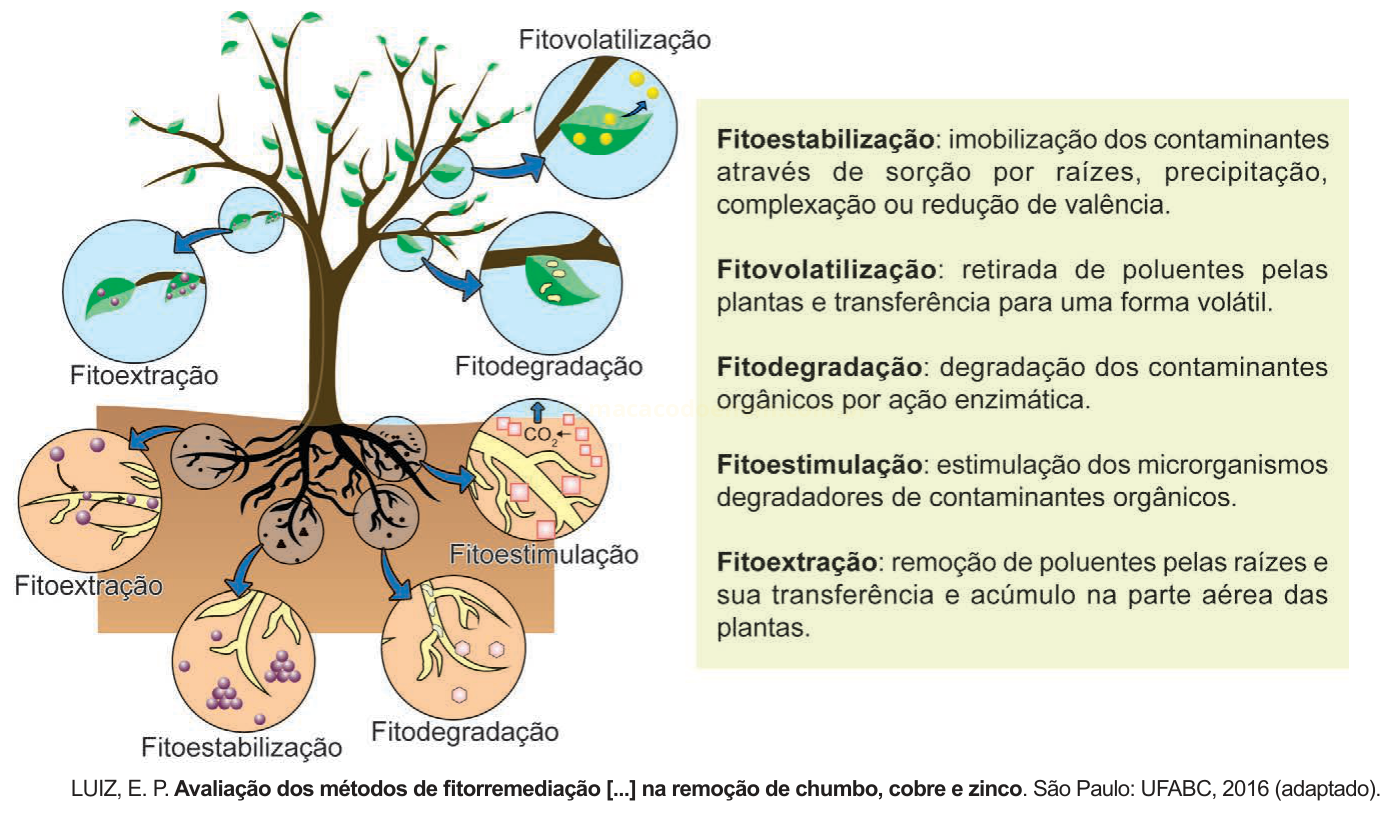 Esquema de métodos de fitorremediação com árvore central, círculos explicativos e definições.