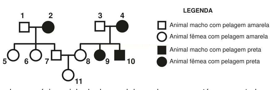 Heredograma de animais com pelagem amarela e preta, com indivíduos numerados de 1 a 11.