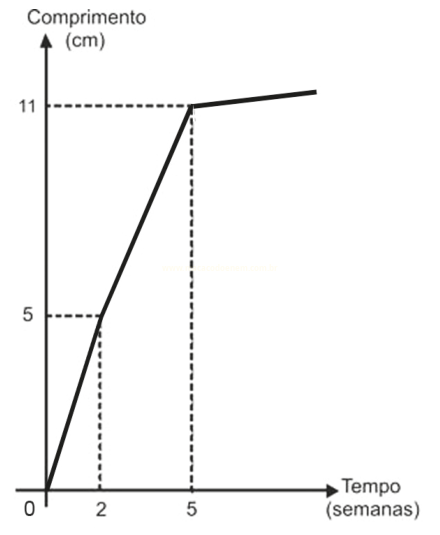Gráfico do comprimento em centímetros em função do tempo em semanas, com crescimento até a quinta semana.