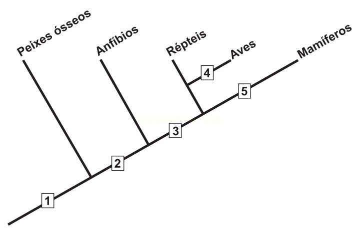 Cladograma com ramos para peixes ósseos, anfíbios, répteis, aves e mamíferos e pontos numerados de 1 a 5.