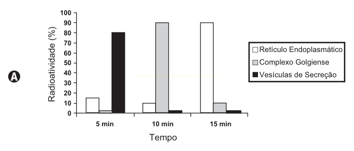 Gráfico A: barras de radioatividade em 5, 10 e 15 minutos, destacando o alto valor das vesículas de secreção em 5 min e do complexo golgiense em 10 min.