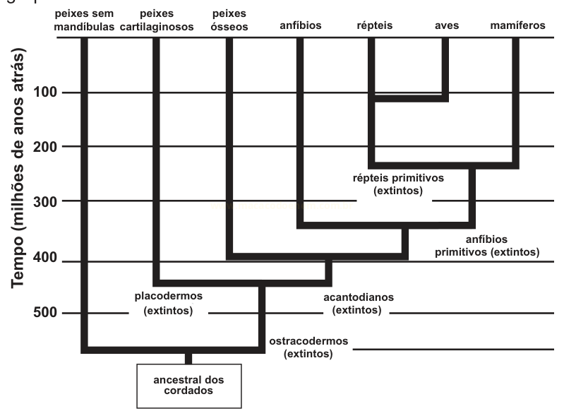 Diagrama de árvore evolutiva dos cordados, com ramificações distribuídas ao longo do tempo geológico.