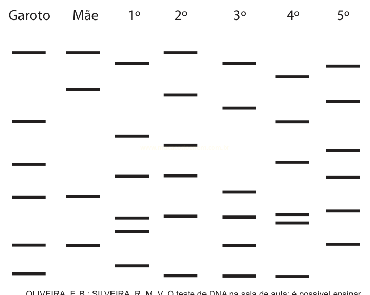 Diagrama de bandas em seis colunas rotuladas Garoto, Mãe, 1º, 2º, 3º, 4º e 5º, com traços horizontais em diferentes alturas.