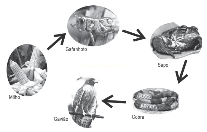 Cadeia alimentar ilustrada com fotos de milho, gafanhoto, sapo, cobra e gavião ligadas por setas.