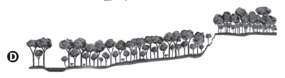 Ilustração de perfil de terreno em declive com árvores mais baixas à esquerda e mais altas e densas à direita.