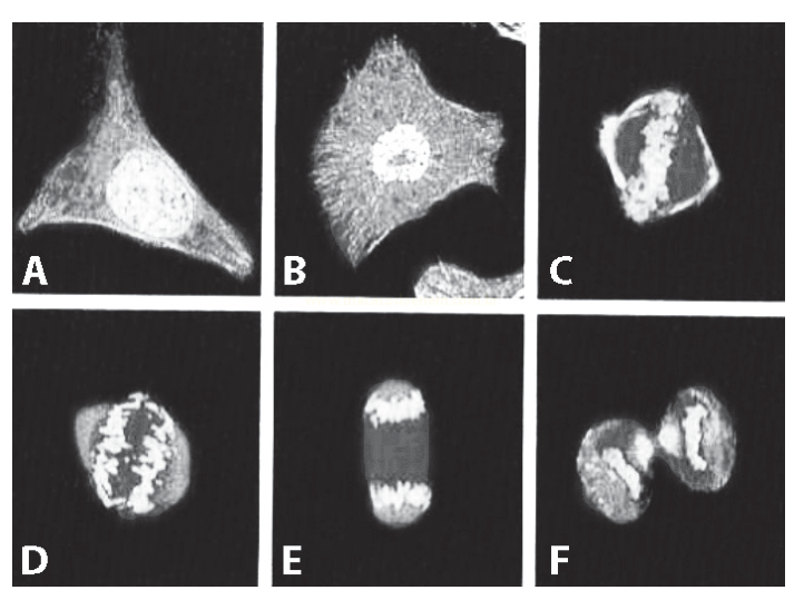 Seis imagens de microscopia de fluorescência (A a F) mostrando células em diferentes estágios de organização do material nuclear.
