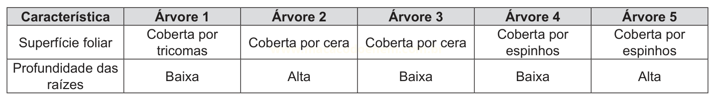 Tabela comparando cinco árvores quanto à superfície foliar e à profundidade das raízes.