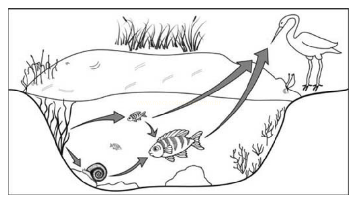 Ilustração de teia alimentar aquática com algas, caracol, peixes e uma ave, ligados por setas.