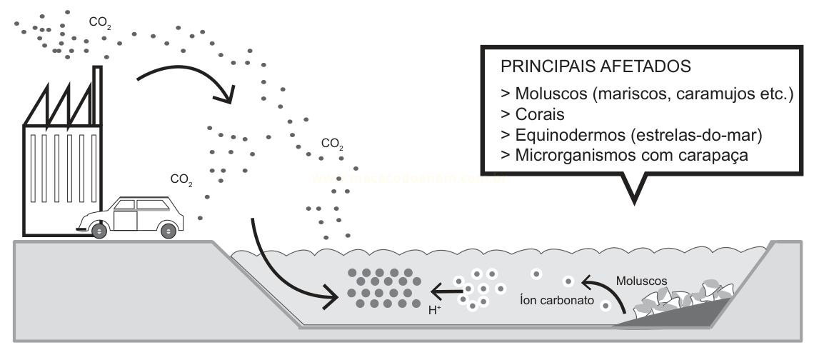 Esquema de acidificação dos oceanos: emissões de CO2 de fábrica e carro entram na água e afetam moluscos, corais e outros organismos.