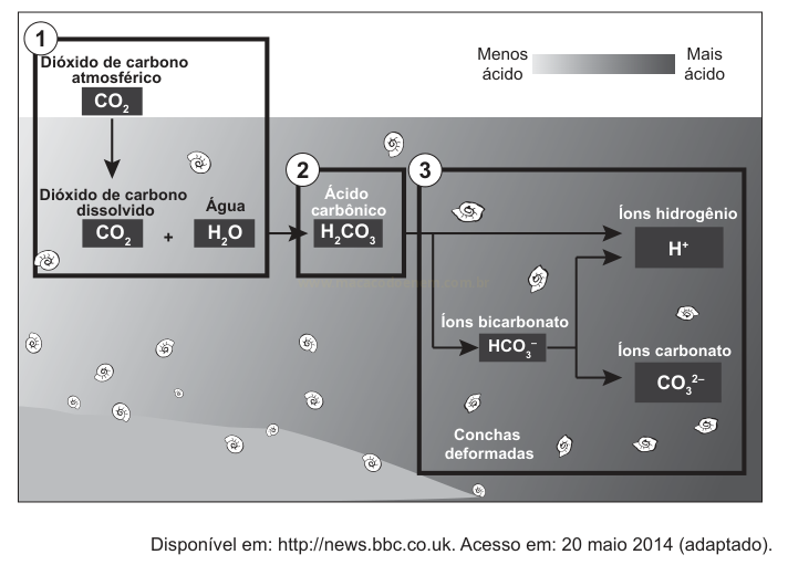 Esquema das etapas da acidificação da água do mar pelo CO2, com formação de ácido carbônico e íons, e conchas deformadas.