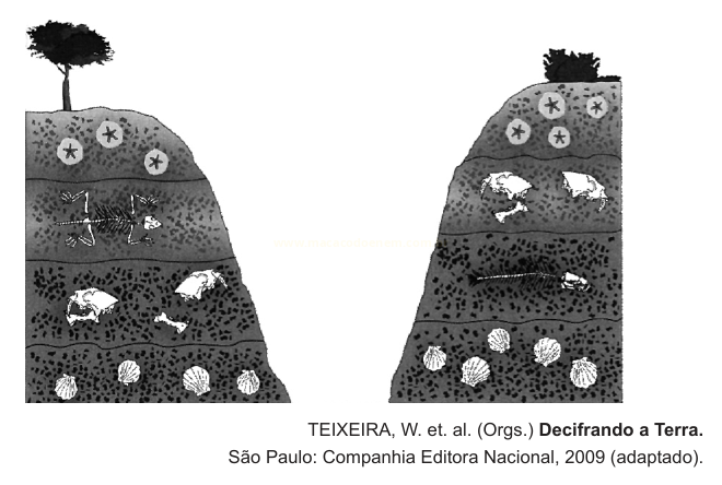 Duas ilustrações de cortes de terreno em camadas, cada uma com fósseis como estrelas-do-mar, peixes, ossos e conchas em diferentes níveis.