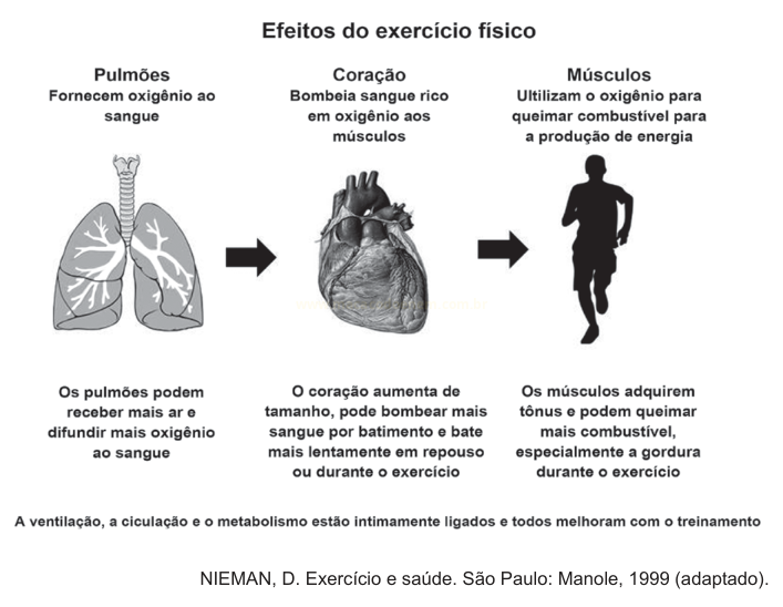 Infográfico sobre os efeitos do exercício físico, mostrando a sequência pulmões, coração e músculos.