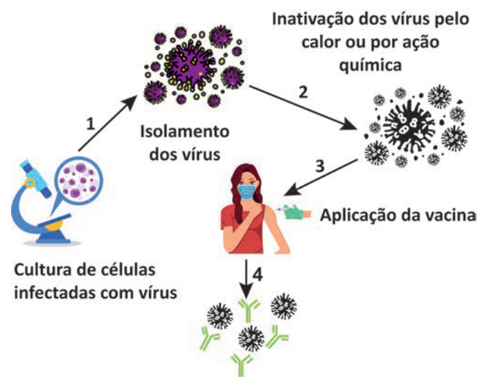 Esquema em quatro etapas do processo de produção e aplicação de uma vacina, do cultivo de células à ação de anticorpos.