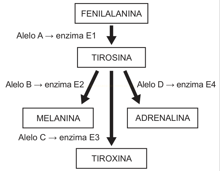 Diagrama da via metabólica da fenilalanina até tirosina e, a partir dela, melanina, tiroxina e adrenalina.