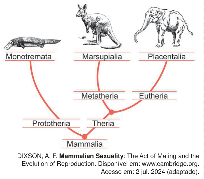 Cladograma dos mamíferos relacionando Monotremata, Marsupialia e Placentalia, com desenhos de ornitorrinco, canguru e elefante.