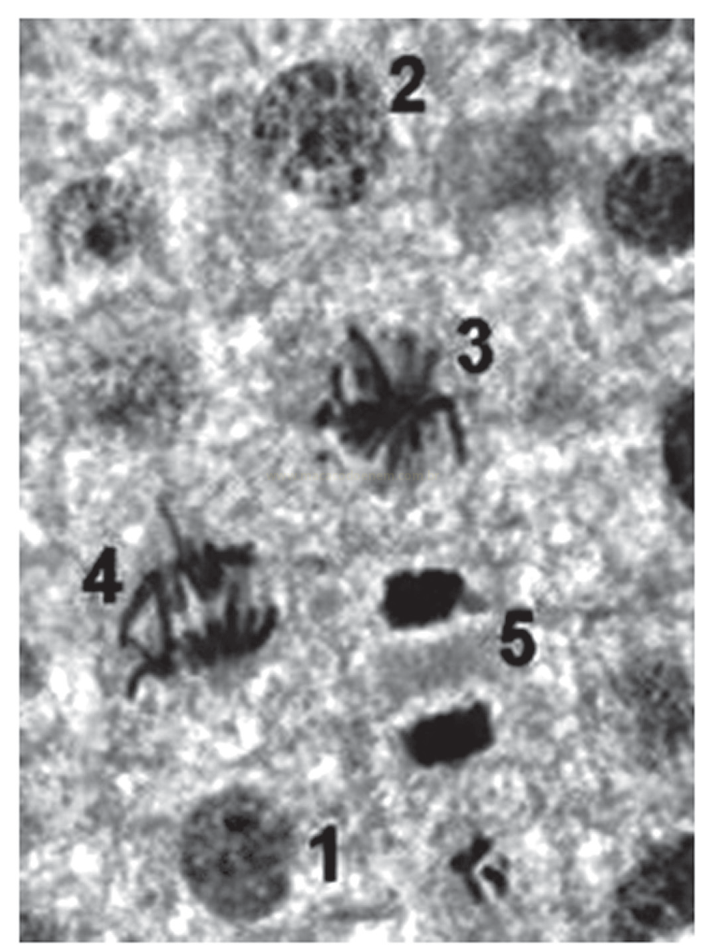 Micrografia em preto e branco com cinco estruturas celulares numeradas de 1 a 5.